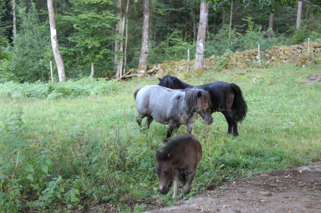 Yaght med sto och deras föl.