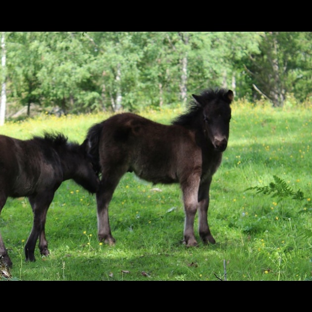 Sommaren 2016. Ca 1 månad gammal. Sommaren 2016. Ca 1 månad gammal.