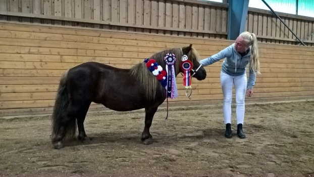 Amarettos vackra mamma - Furunäs Muzette Handler är Freja Avebäck på Furunäs Stuteri.