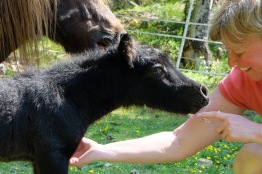 Nyfödd Amaretto med uppfödare.  Foto: Furunäs