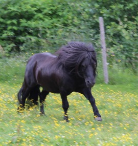 Yaght v.d. Belschuur RS 547