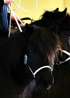 Symphonie 10 månader