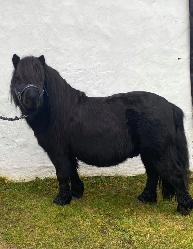 Bosse januari 2020 (5år)