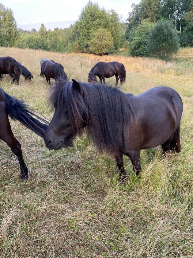 Två år på betet (juli 2021)