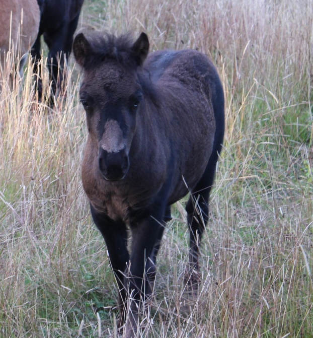 2 mån