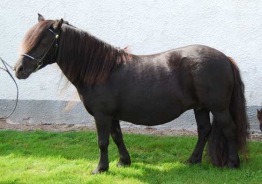Showgirl v.d Amstelhof