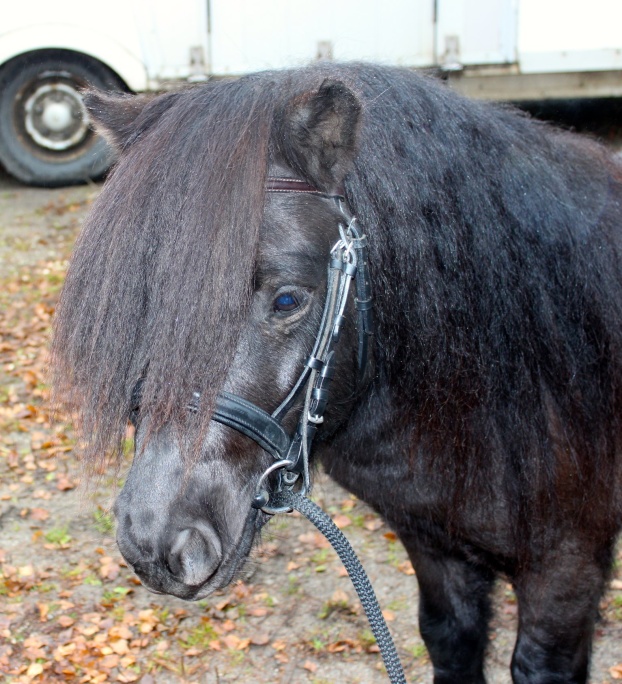 3 år (aug 2019)