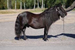 Alex v.d. Ponyhoeve