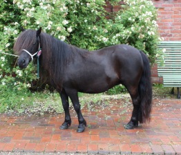 Ayesha v.d. Amstelhof