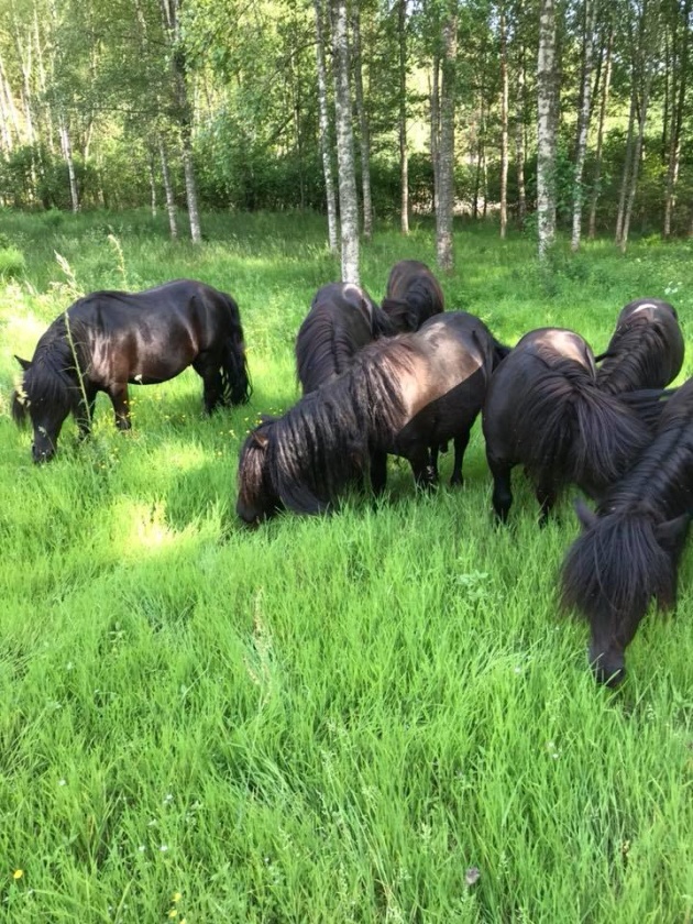 Omikron med kompisar sommaren 2018. Omikron med kompisar sommaren 2018.