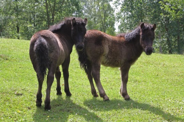 MacOmikron till hö med broern Mac Attraction till vä. MacOmikron till hö med broern Mac Attraction till vä.