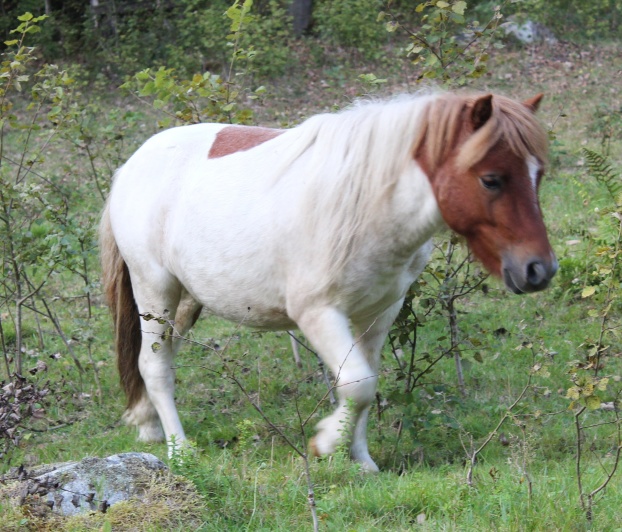 2år (aug 19)