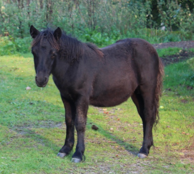Showman 4 1/2 mån
