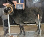 Källagårdens Hemse G1131