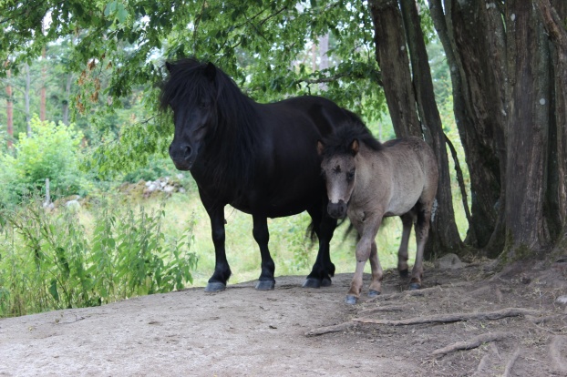 Femke med MacKnight sommaren 2019