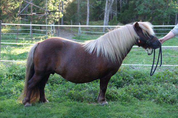 Allegros vackra mor Furunäs Nicolita. Foto: Furunäs stuteri.