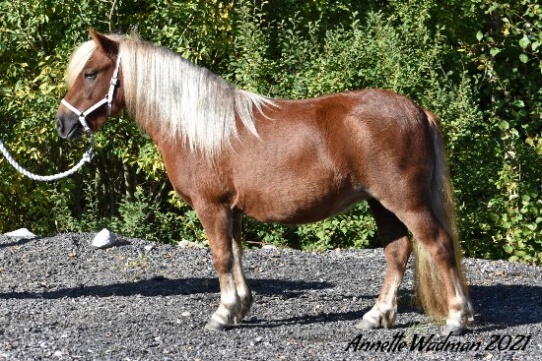 Rara Stay of Lady's Holm (erhöll 42p o champion vid 2års ålder). Foto: Annette Wadman
