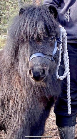 Allegro 9 mån. Foto: Furunäs stuteri.