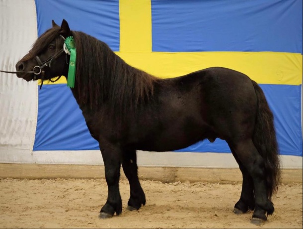 Stor stund! Godkänd enligt rasvisa krav! Foto: Freja Avebäck
