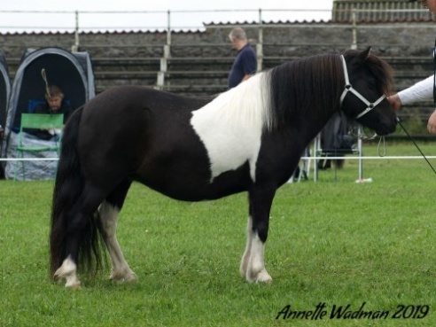 Foto: Annette Wadman (2019) Foto: Annette Wadman (2019)