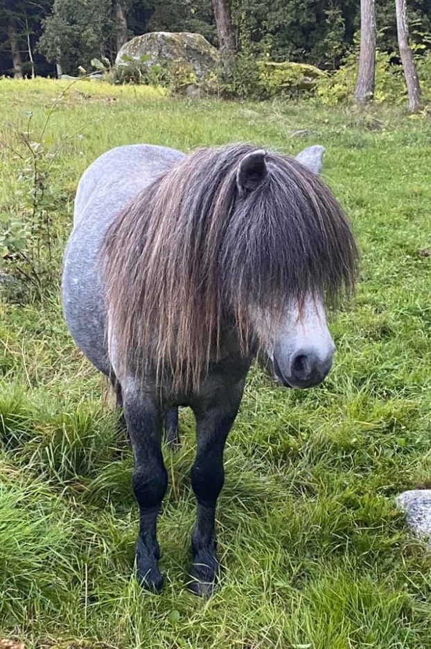 Sigge 3 år 4 mån