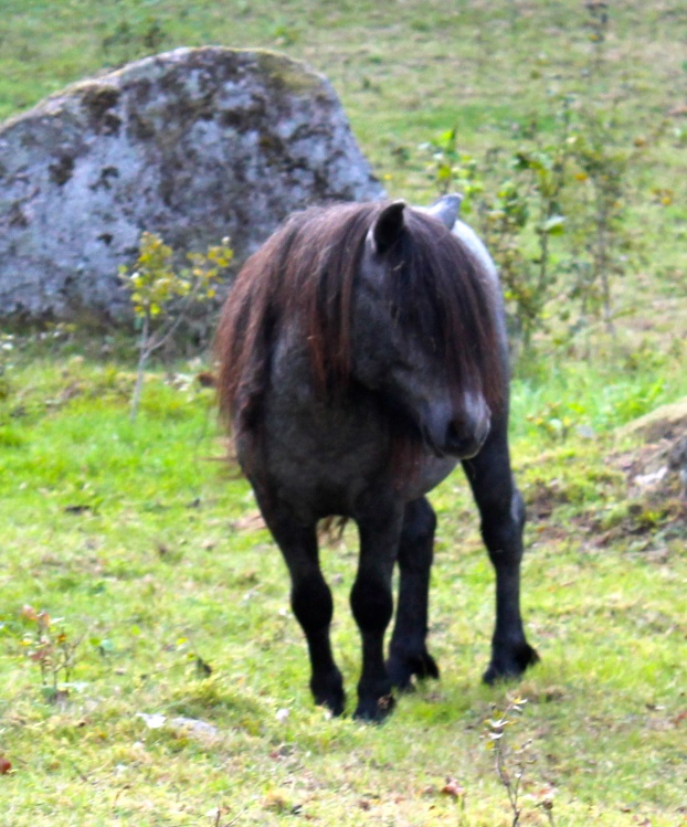 2år (aug 19)