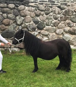 2019 - med föl vid sidan