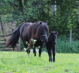 Lulla med mamma Meldoie