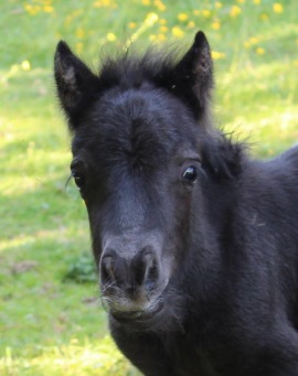 MacBuffay