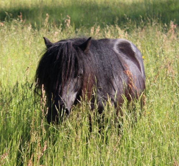 Sommaren 2019