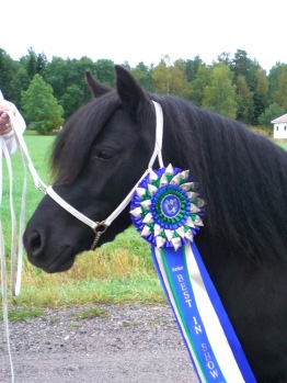 Jappa 2007 (2,5år)