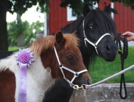 Shielda blir champion föl. Foto: PP. Shielda blir champion föl. Foto: PP.