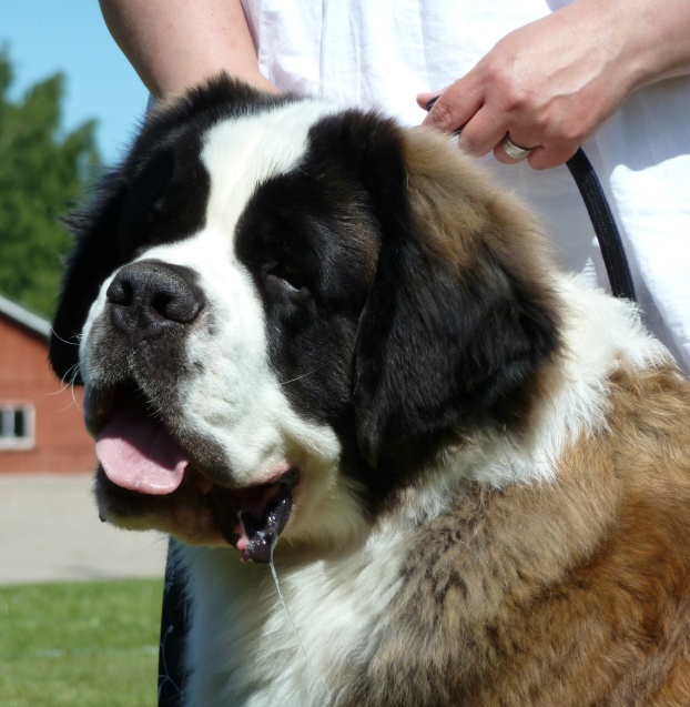 Bodi