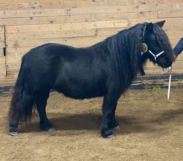 Tredje raka utställningen med guld!