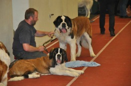 Husse med Bodi & Egon 2011. Foto: Fevites Kennel.