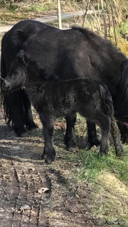 Första gången ute med mamma. Några timmar gammal.