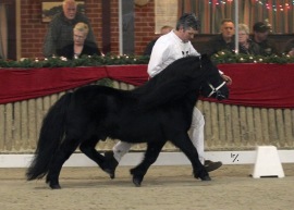Pappa Tango v.d. Amstelhof. Foto: Stal Amstelhof.