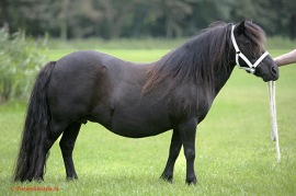 Ayeshas mamma: Iris v.d. Amstelhof. Foto: Stal Amstelhof.