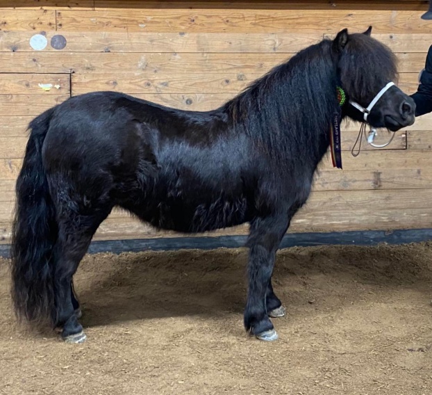 June Dandelion of Lady's Holm- debut som treåring i ringen med 41p
