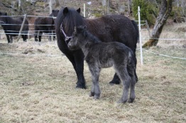 Mamma Jappa med Thea på Stuteri Solliden.