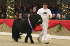 Overall champion
