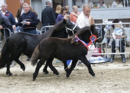 Alex som fölchampion med sin mamma och uppfödare.