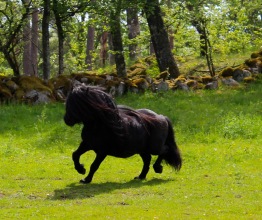 Sommaren 2016