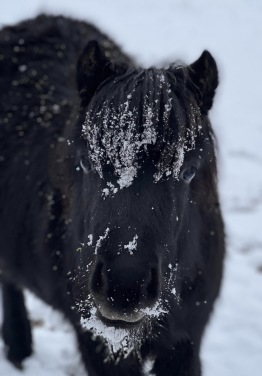 Amazing 7mån