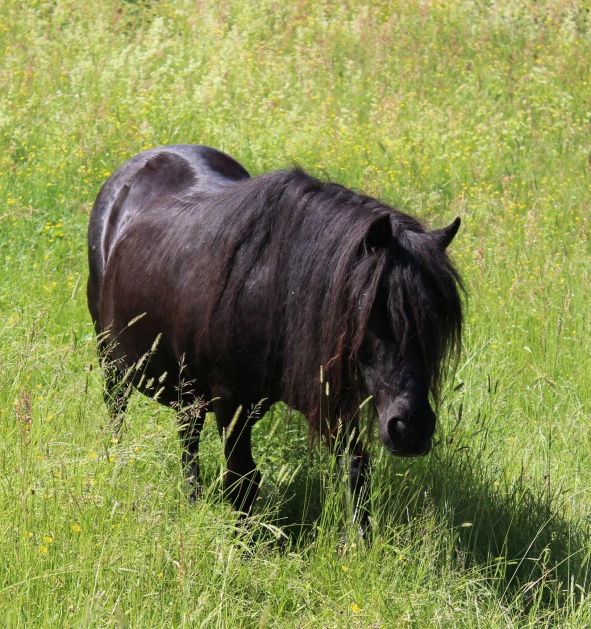 Sommaren 2019 (utan föl)