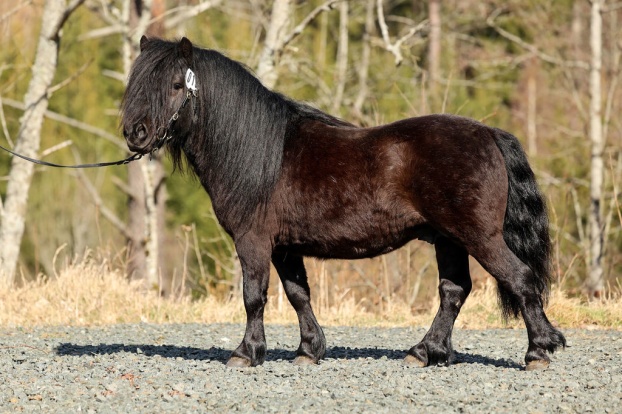 Right Color of Lady's Holm godkändes enligt rasvisa krav den 10 april 2021 i Huskvarna. Foto: Pernilla Hägg Right Color of Lady's Holm godkändes enligt rasvisa krav den 10 april 2021 i Huskvarna. Foto: Pernilla Hägg
