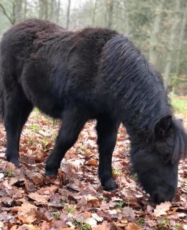 6mån