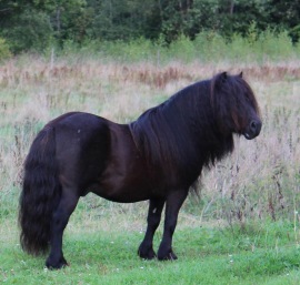 Alex v.d. Pony Hoeve Rs 644