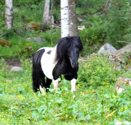 Dalsgårds Othello RS 624