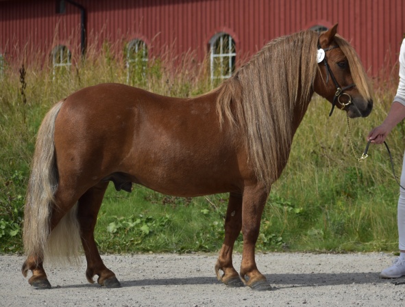 MacLyric of Lady's Holm RS 842 vid Av 2021 då han erhöll 910798=43p och GI t.o.m. 2026.